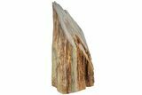 Polished Petrified Wood (Mahogany) Stand-up - Myanmar #185094-1